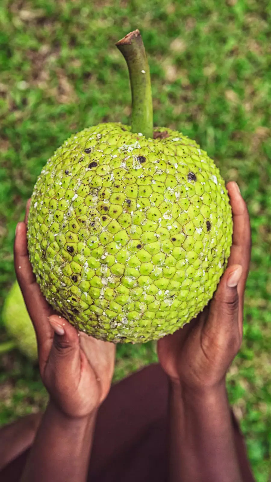 BREADFRUIT FLOUR GLUTEN FREE