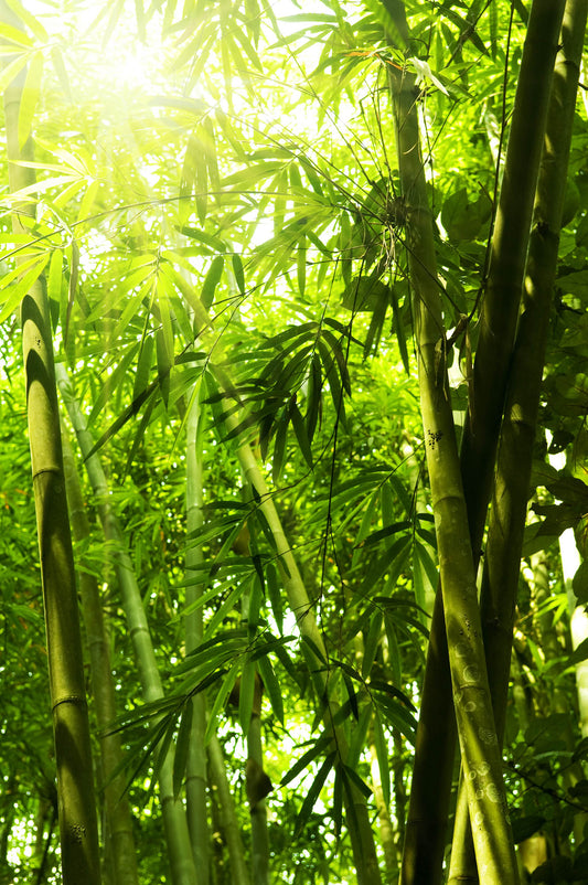 BAMBOO LEAVES