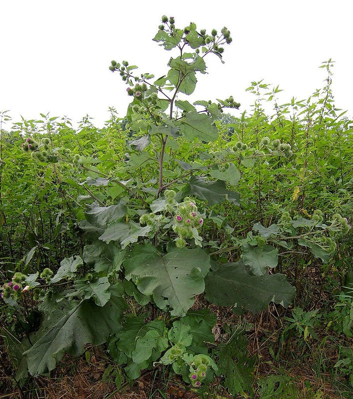 BURDOCK ROOT