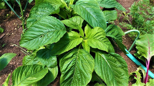 CALLALOO POWDER