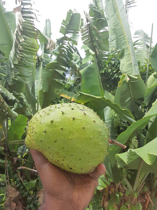 SOURSOP FRUIT POWDER