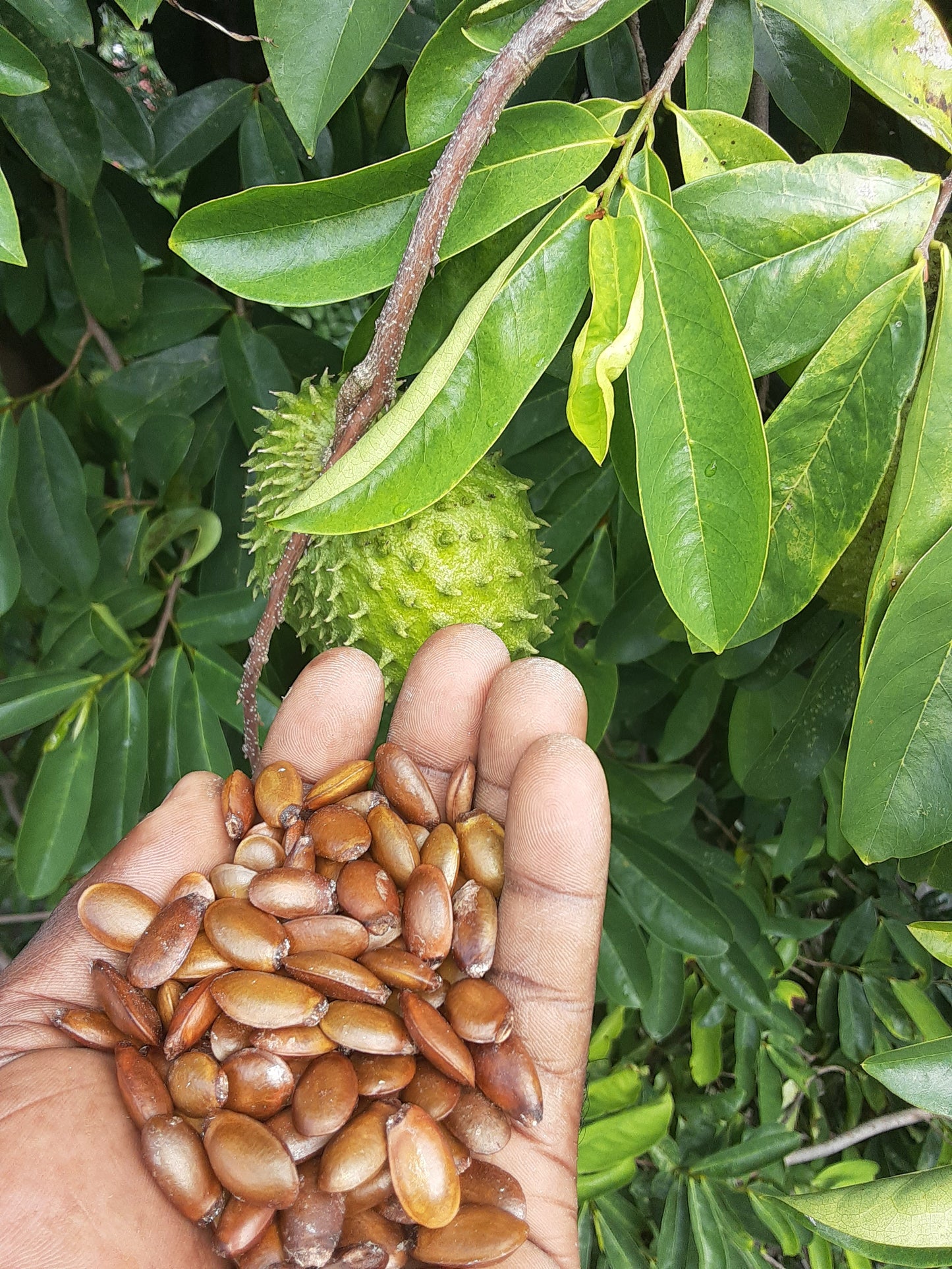 SOURSOP SEEDS