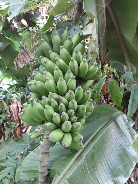 BABY BANANA POWDER