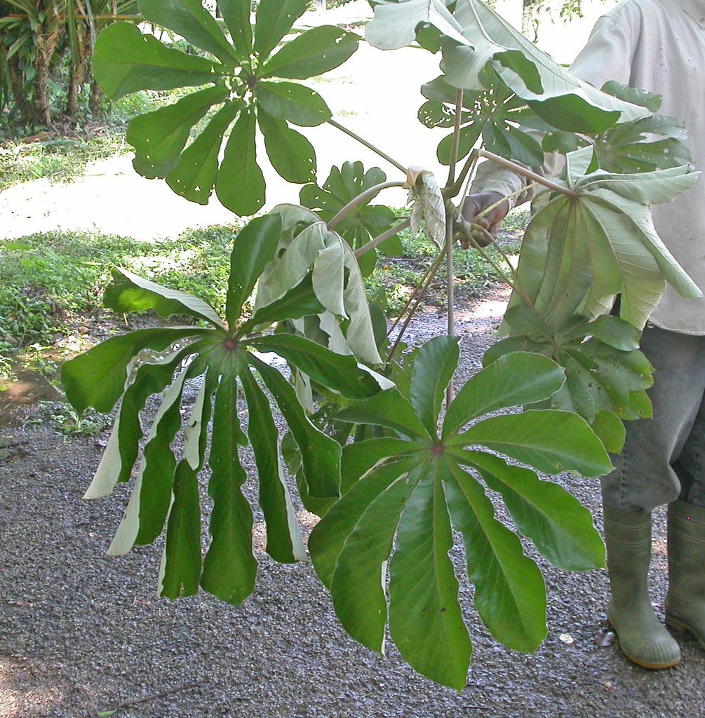 TRUMPET LEAVES