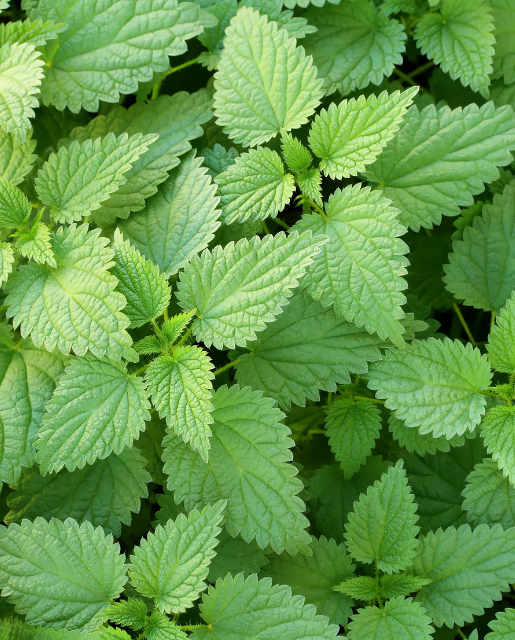 STINGING NETTLE