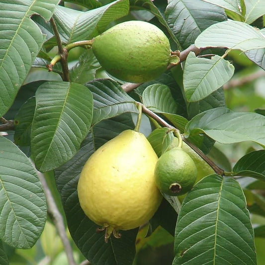 GUAVA LEAVES