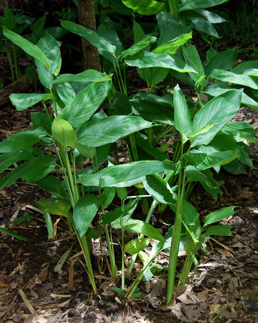 ARROW ROOT POWDER