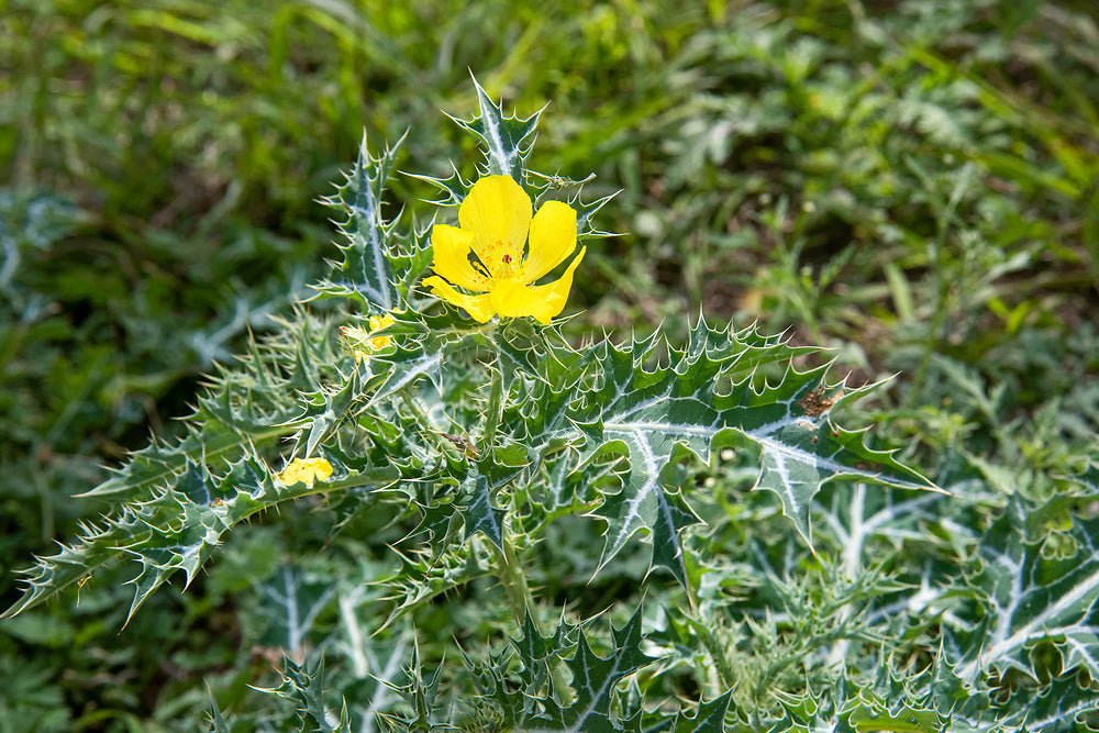 BLESSED THISTLE