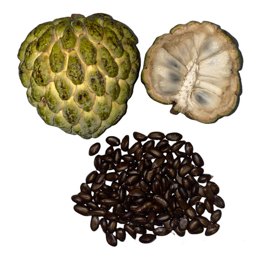 SWEETSOP SEEDS