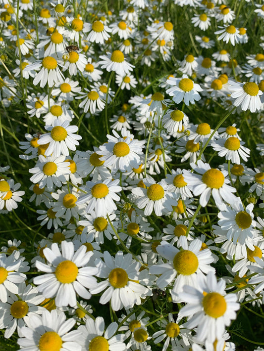 CHAMOMILE