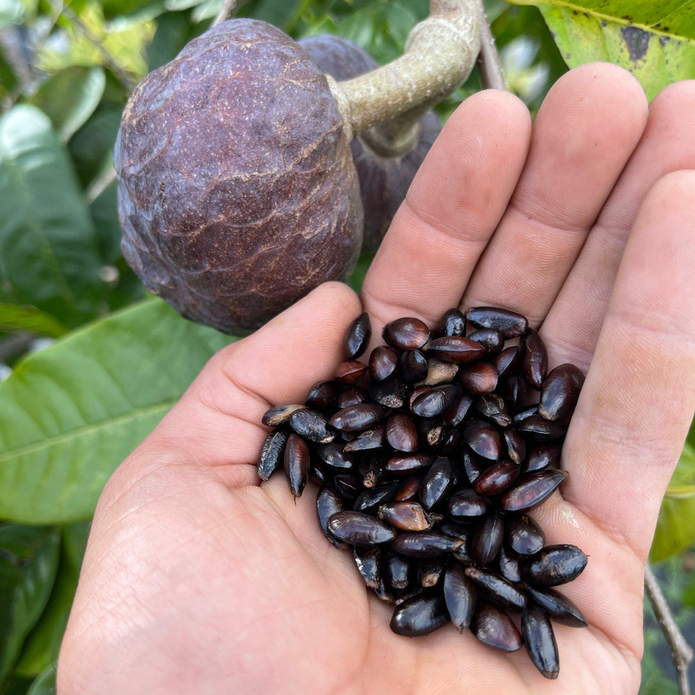 CUSTARD APPLE SEEDS